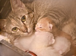 Momma and kittens 1